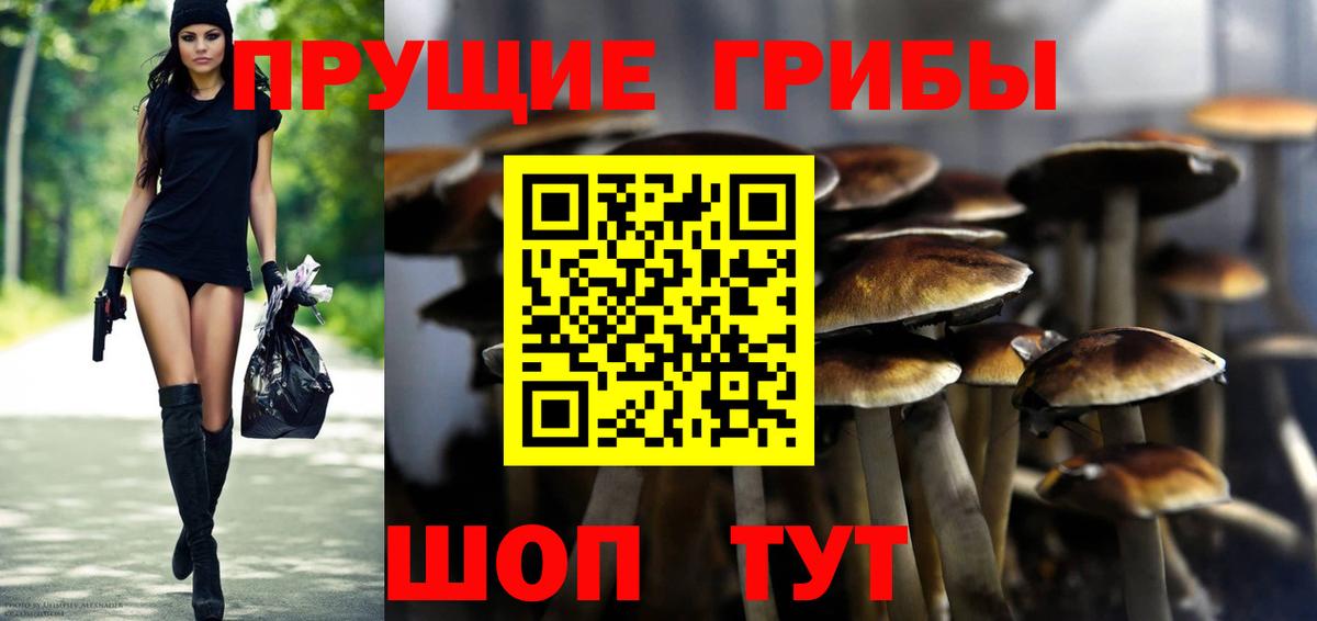 Галлюциногенные грибы Psilocybine cubensis Новошахтинск